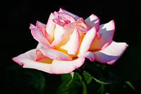 Large number of petals in roses has probably been a result of human selection